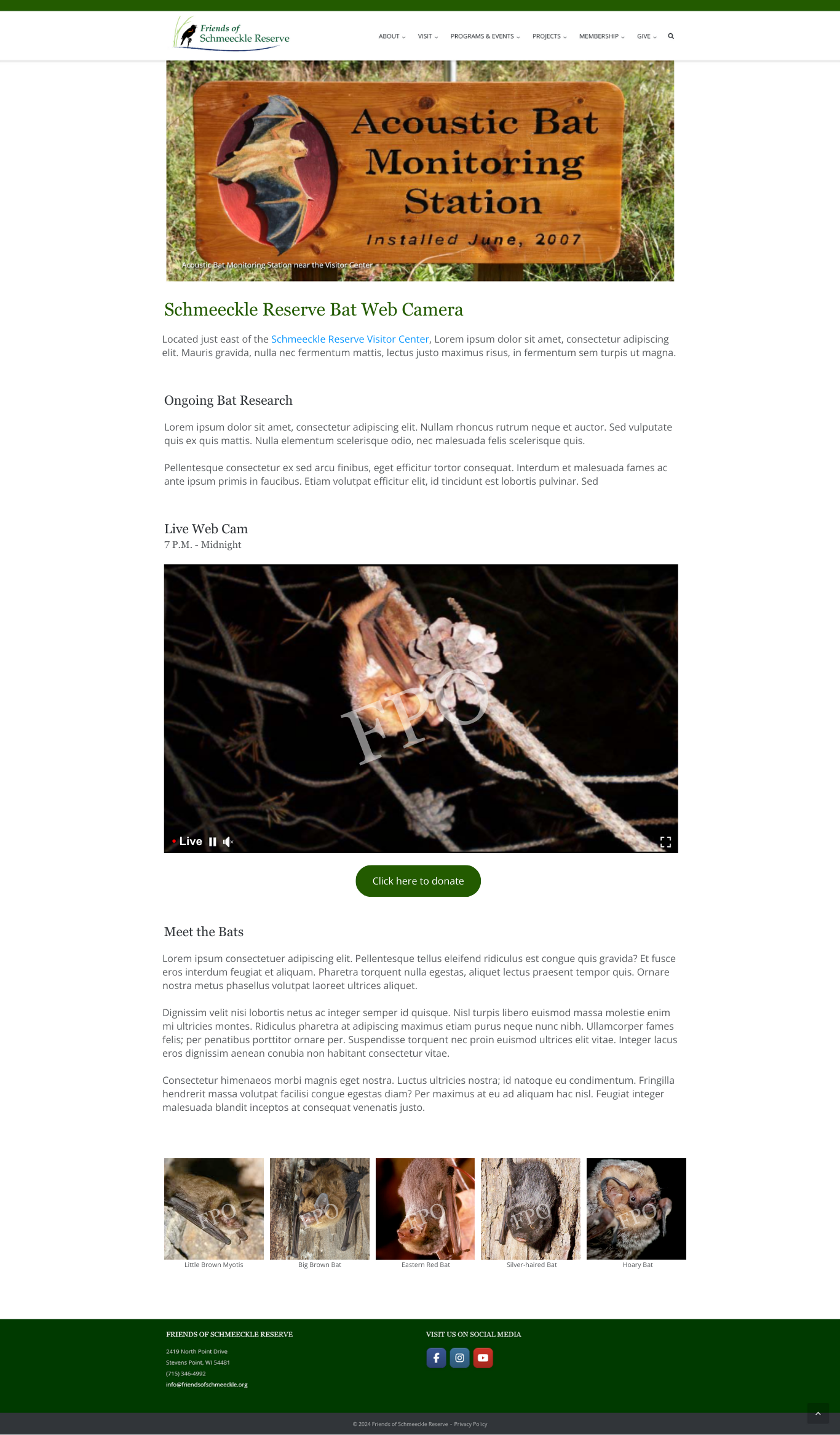 A comoplete photo of a bat webcam page on the friend's of schmeeckle website